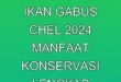 Penemuan Ikan Gabus Chel 2024: Manfaat & Konservasi Lengkap